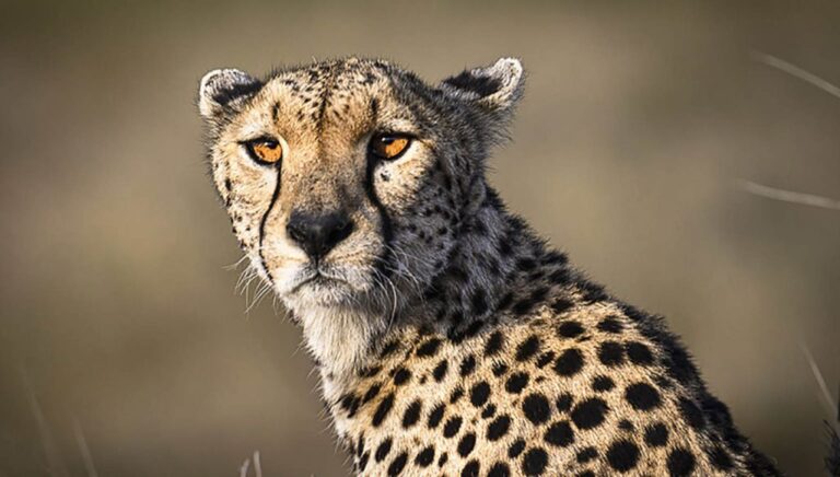 cheetah-serengeti-1024x581