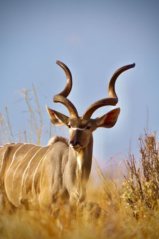 ruaha